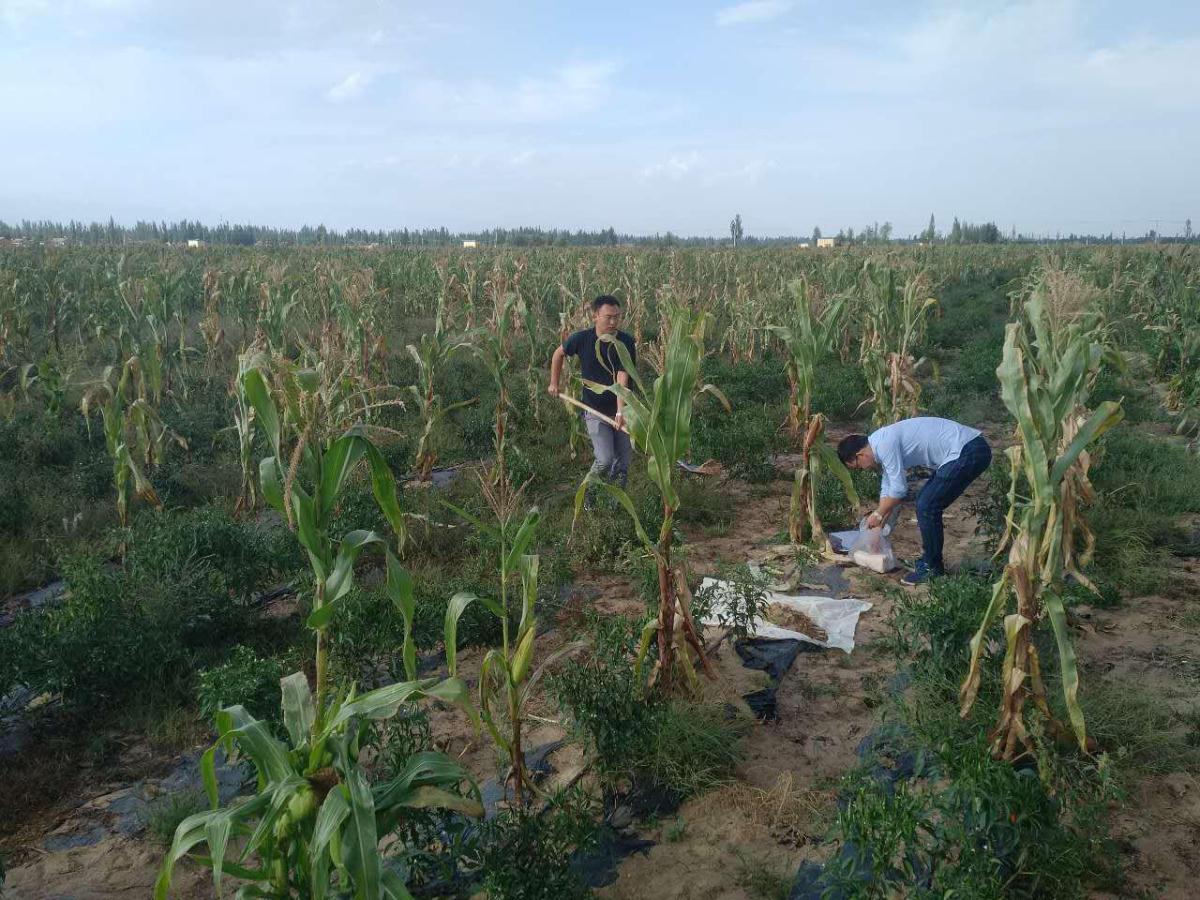 ̫���ǹ���(�й�)�������޹�˾