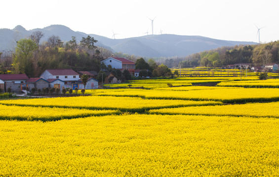 ̫���ǹ���(�й�)�������޹�˾